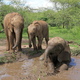 Elephants enjoying some water.
